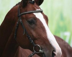 stallion Bankiet (Polish Warmblood, 2002, from Landos)