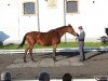 broodmare Bogota (Polish Warmblood, 1999, from Elmero B)