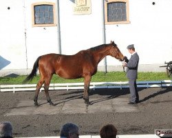 broodmare Bogota (Polish Warmblood, 1999, from Elmero B)