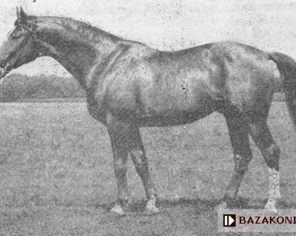 stallion Bachor (Great Poland (wielkopolska), 1958, from Dyrektoriat)