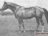 stallion Bachor (Great Poland (wielkopolska), 1958, from Dyrektoriat)
