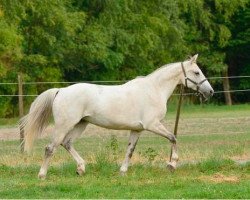 Pferd Arwen (Ungarisches Warmblut, 2001, von 1082 Aldato-1)