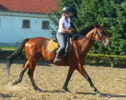 dressage horse Inkaust (Wielkopolska, 2007, from Chef Supreme xx)