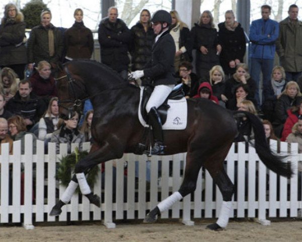 Dressurpferd Deno (KWPN (Niederländisches Warmblut), 2008, von Zizi Top)