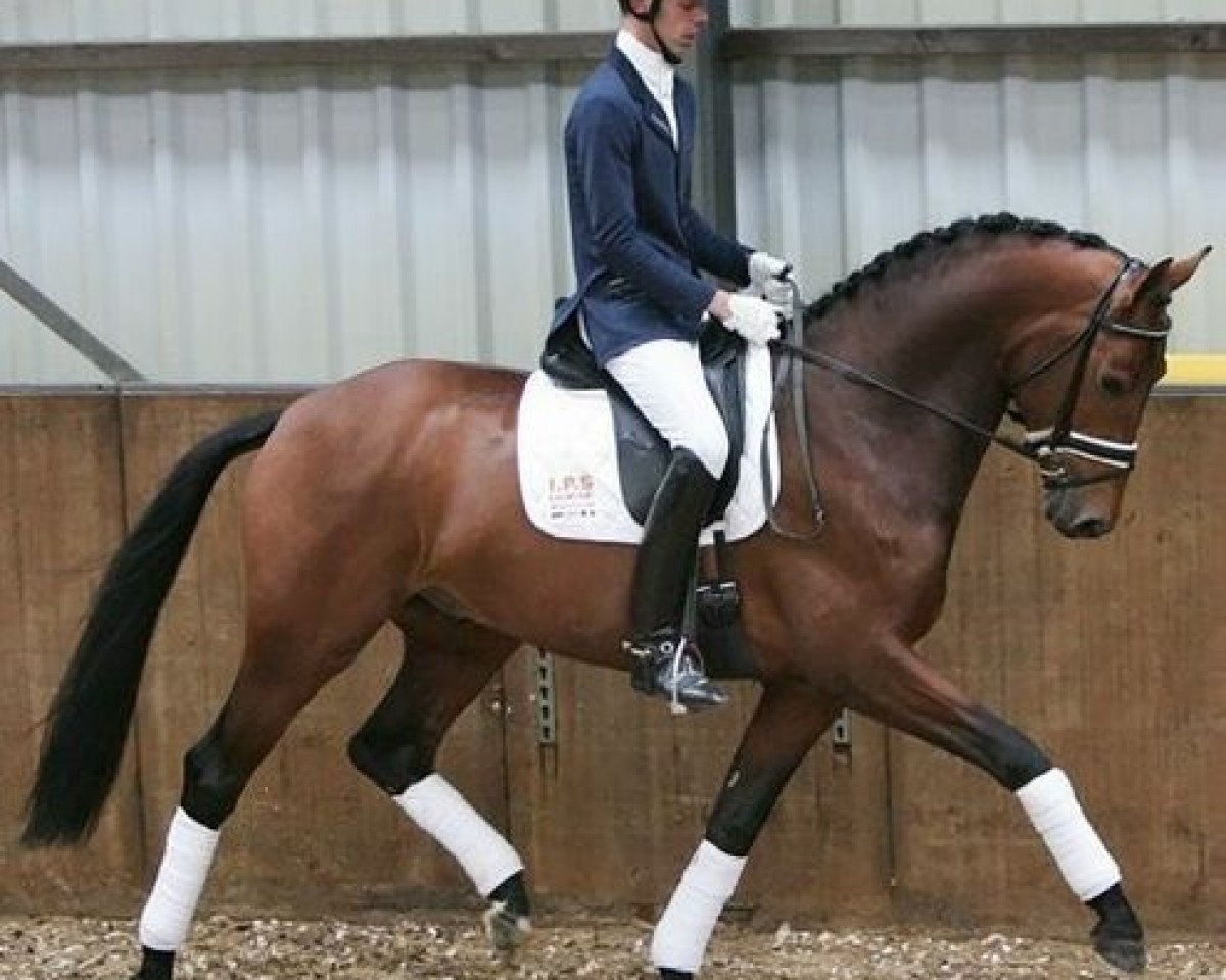 Deckhengst Zizi Top (KWPN (Niederländisches Warmblut), 2004, von Glock´s Tango)