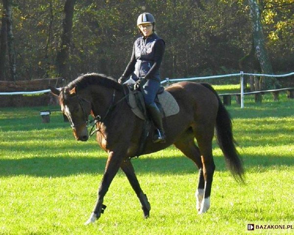 Zuchtstute In Shalla (Polnisches Warmblut, 2006, von Chef Supreme xx)