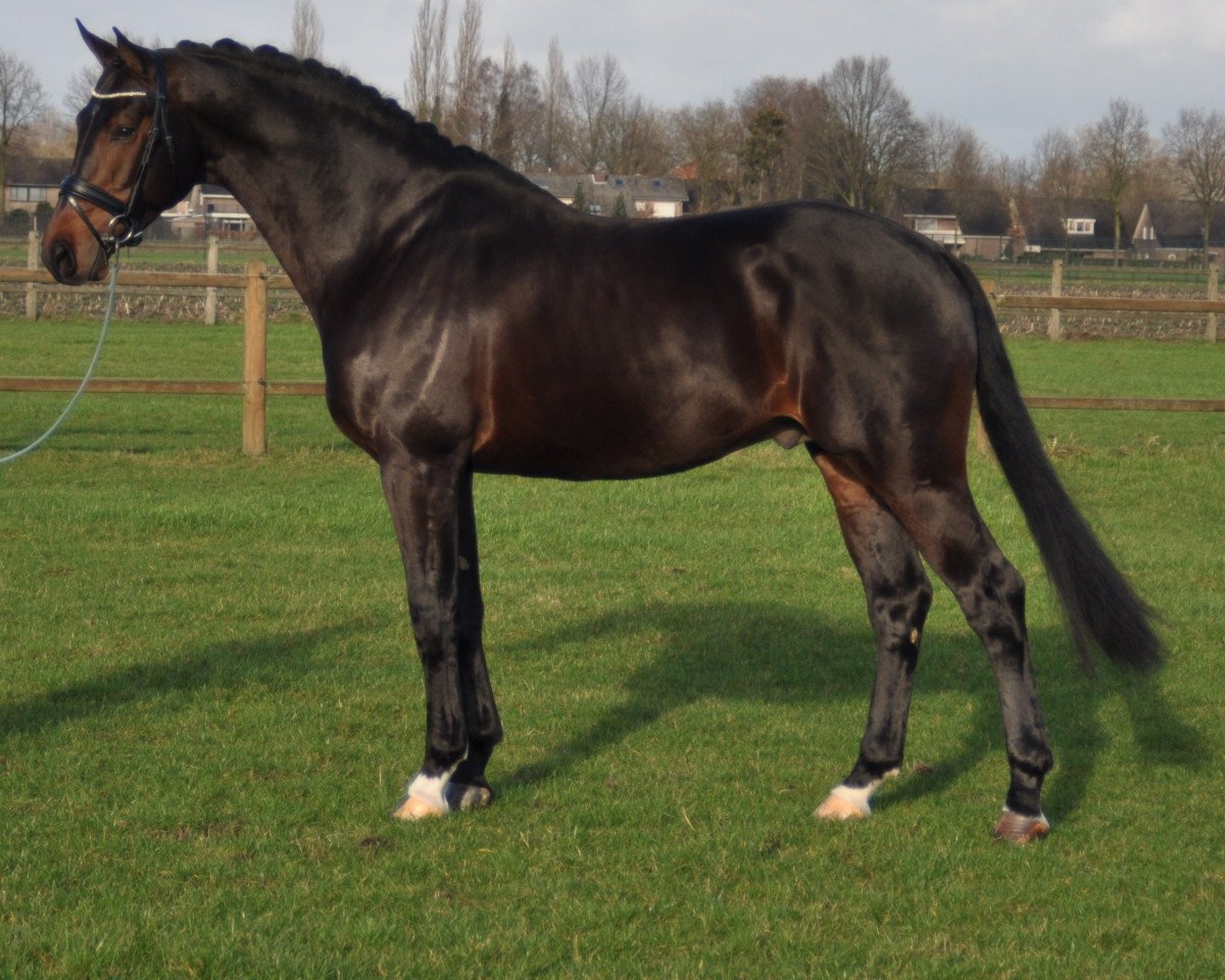 Deckhengst Zardando (KWPN (Niederländisches Warmblut), 2004, von Glock´s Tango)