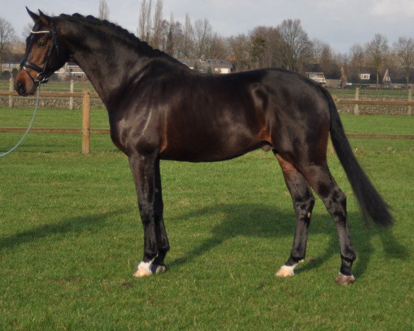 stallion Zardando (Dutch Warmblood, 2004, from Glock's Tango)