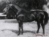 stallion Niferak (polish noble half-breed, 1979, from Feiertraum)