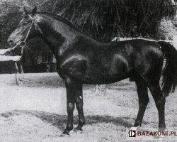 stallion Niferak (polish noble half-breed, 1979, from Feiertraum)