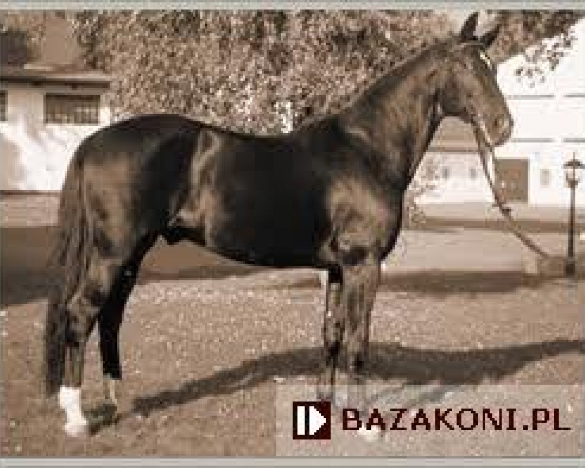 stallion Dido (Noble Warmblood, 1979, from Direx 3257)