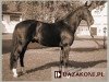 stallion Dido (Noble Warmblood, 1979, from Direx)