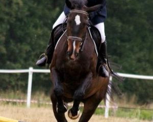 broodmare Integracja (Polish Warmblood, 1997, from Orkisz)