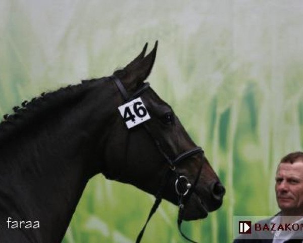 broodmare Czarodziejka (polish noble half-breed, 2004, from Quamiro)