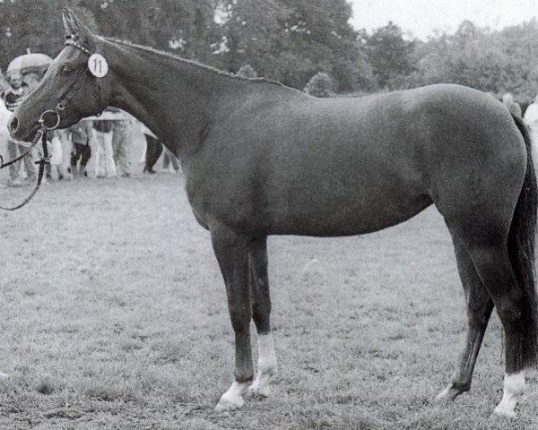 broodmare Chanel (German Riding Pony, 1984, from Croupier)