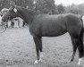 broodmare Chanel (German Riding Pony, 1984, from Croupier)