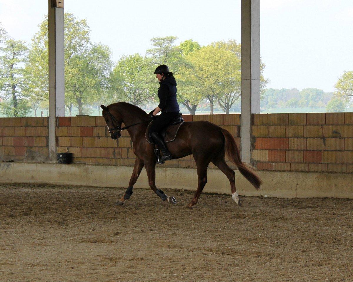 broodmare Juljetta (Westphalian, 2009, from Jazz Rubin)