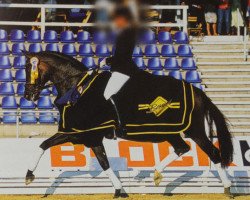 broodmare Poetin (Brandenburg, 1997, from Sandro Hit)