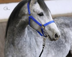 horse Enzan (Arabian thoroughbred, 2010, from KA Czubuthan)