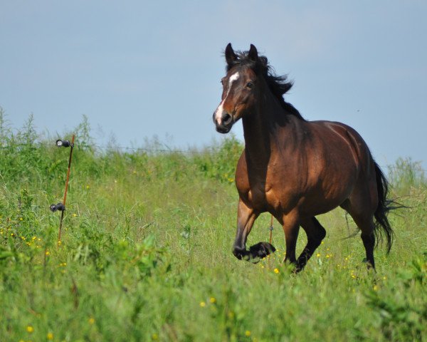 broodmare Noor Banoo (Czech Warmblood,  , from Corvet klicansky)