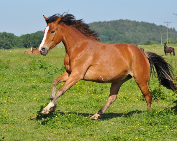 dressage horse Noor Bakhtiari (Czech Warmblood, 2011, from Casino Royale K WE)