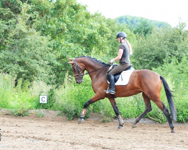 broodmare Pearl M (Zweibrücken, 2010, from Part of the Game M)