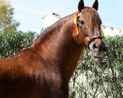 stallion Huracan LX (Pura Raza Espanola (PRE), 2004, from Torero XI)