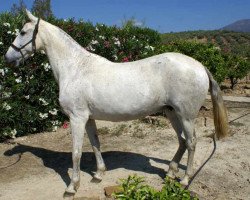 broodmare Mas NIt (Pura Raza Espanola (PRE), 2003)