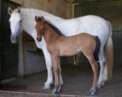 broodmare Jimena XXI (Pura Raza Espanola (PRE), 1999)