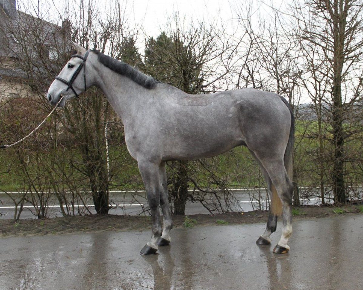 Springpferd Jerico 7 (Belgisches Warmblut, 2009, von Cicero Z van Paemel)