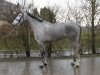 jumper Jerico 7 (Belgian Warmblood, 2009, from Cicero Z van Paemel)