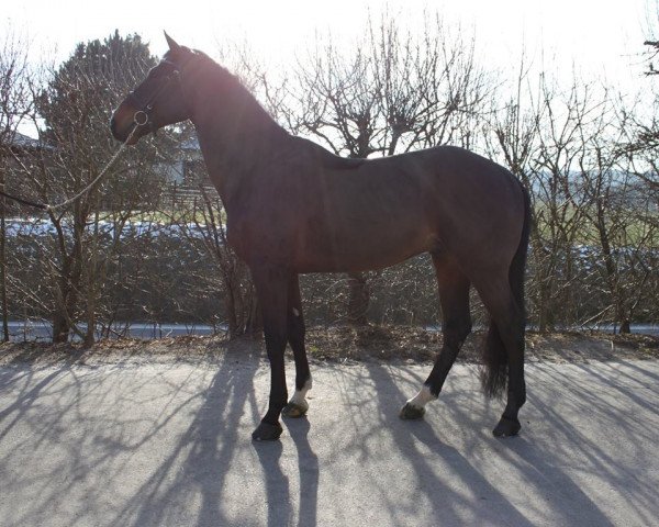 jumper Intergest Cyrano (KWPN (Royal Dutch Sporthorse), 2007, from Quidam de Revel)