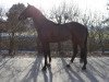 Springpferd Intergest Cyrano (KWPN (Niederländisches Warmblut), 2007, von Quidam de Revel)