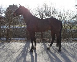 Springpferd Intergest Cyrano (KWPN (Niederländisches Warmblut), 2007, von Quidam de Revel)