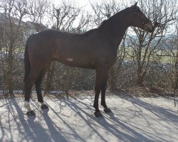 jumper Quentin (Hanoverian, 2008, from Quintender 2)