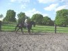 dressage horse Wilma 239 (Hanoverian, 2003, from Wolkenball)