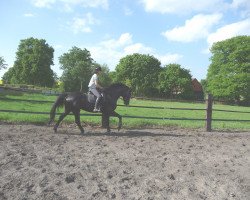 dressage horse Wilma 239 (Hanoverian, 2003, from Wolkenball)