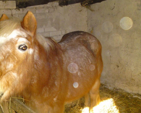 horse Billy 486 (Haflinger Mix, 1994)