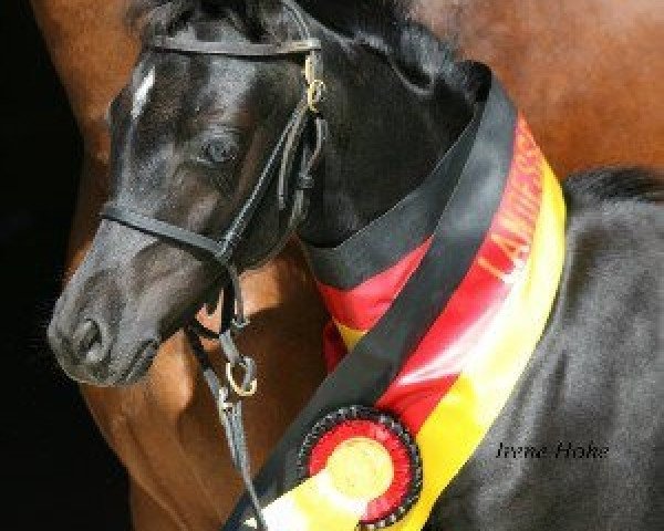 broodmare Frankenhoeh's Juwel (Welsh-Pony (Section B), 2012, from Frankenhoehs Bentley)