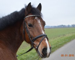 dressage horse Maya 342 (Haflinger Mix, 2007)