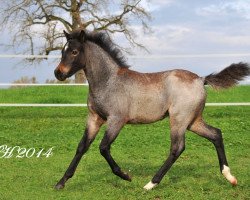 horse Poesie de Noblesse (Welsh Pony (Sek.B), 2014, from Frankenhoehs Bentley)