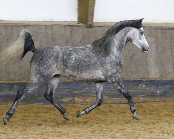 horse Enard (Arabian thoroughbred, 2011, from Kulig ox)