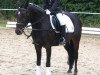 dressage horse Nova 52 (German Riding Pony, 2003, from Nagano)