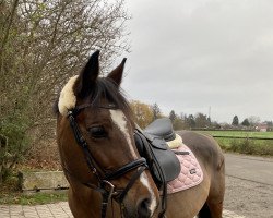 Zuchtstute Bella Bijoux (Arabo-Haflinger, 2006, von Shaheer ox)