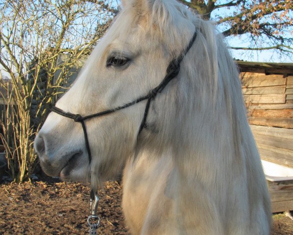 Pferd Gary (Tinker / Irish Cob / Gypsy Vanner, 2008)