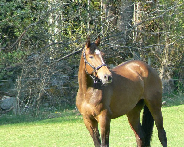 broodmare Cittyland (KWPN (Royal Dutch Sporthorse), 2007, from Corland)