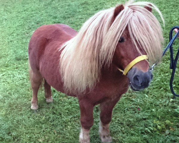 Deckhengst Pedro v. d. Achterdijk (Shetland Pony, 2000, von Harvey van Stal de Veldmaat)