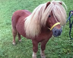 stallion Pedro v. d. Achterdijk (Shetland Pony, 2000, from Harvey van Stal de Veldmaat)