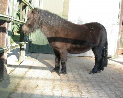 Pferd Ghost (Shetland Pony, 1997, von Unbekannt PONY)