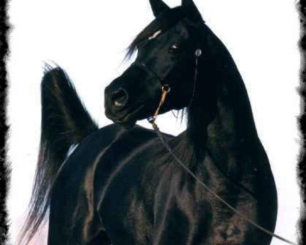 stallion Shahin Ibn Naskhi ox (Arabian thoroughbred, 1995, from Naskhi ox)